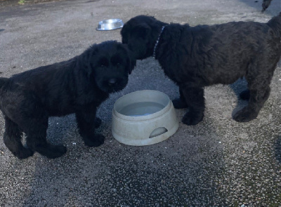 des Barbus de la Vallet - Schnauzer Geant - Portée née le 18/09/2023