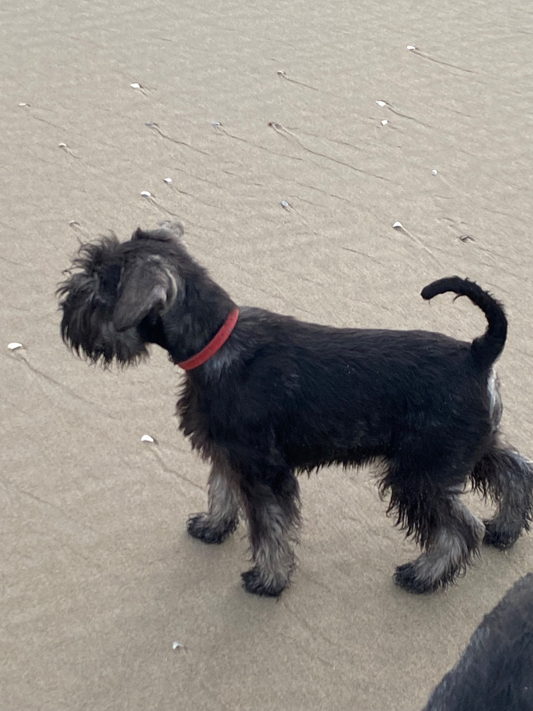 victorious star Ok She s Not Black