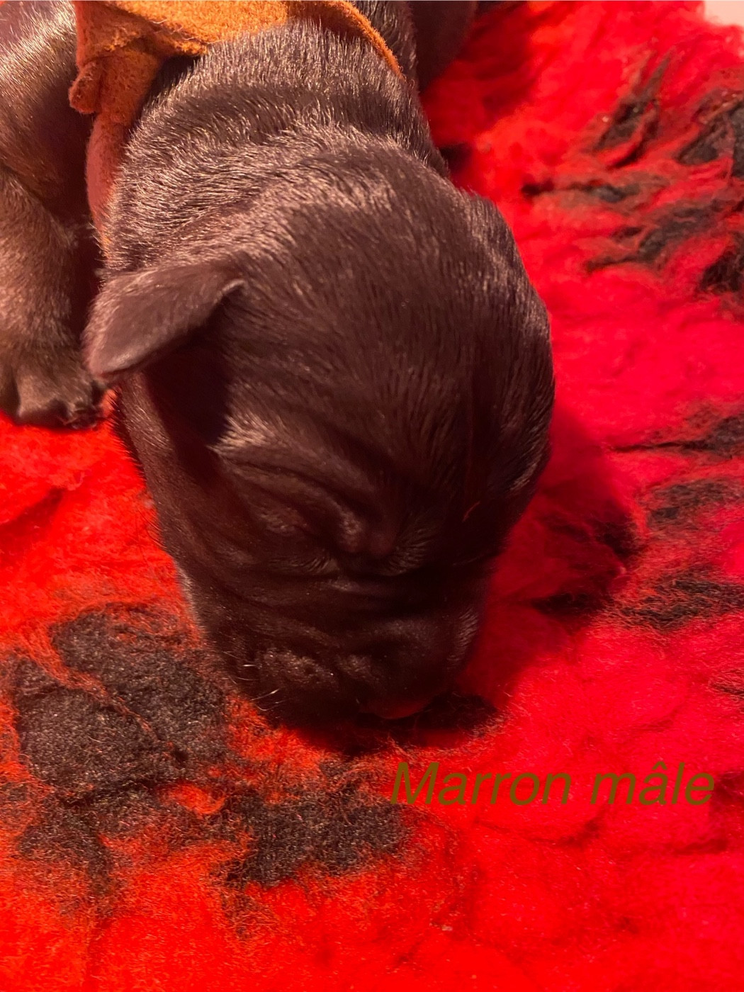 des Barbus de la Vallet - Chiots disponibles - Schnauzer Geant