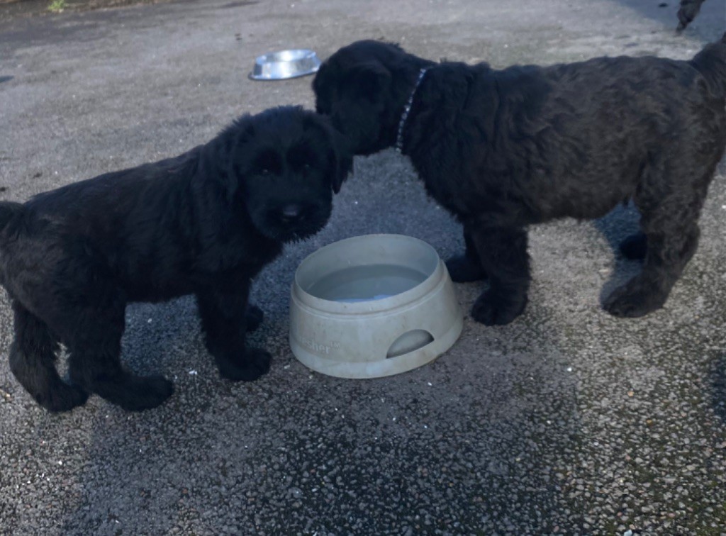 des Barbus de la Vallet - Schnauzer Geant - Portée née le 18/09/2023