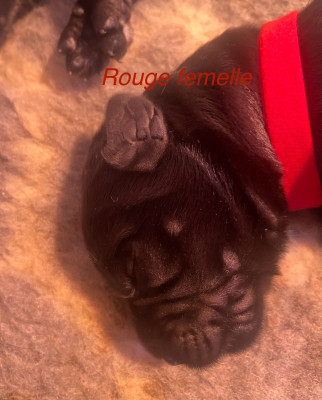 CHIOT 1
