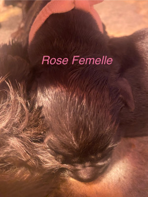 CHIOT 2