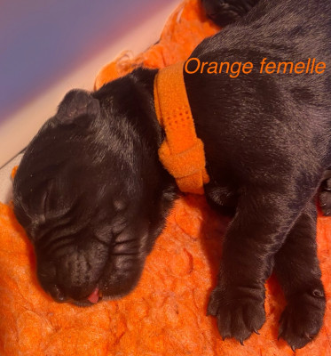 CHIOT 3