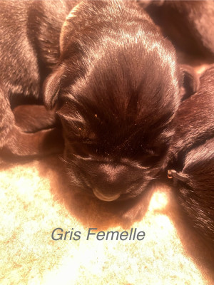 CHIOT 4