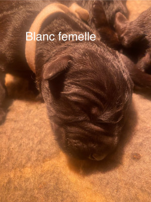 CHIOT 5