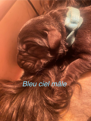 CHIOT 6