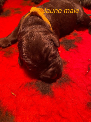 CHIOT 9